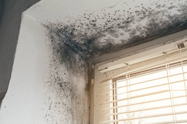 Trusted Black Mold Removal service in East Walpole, MA - Cheap Mold Removal